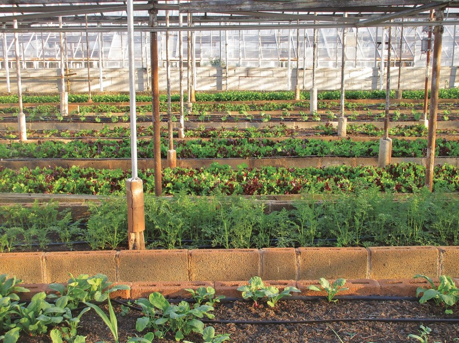 Urban Agriculture | Detailed Blog | MD BIOCOALS